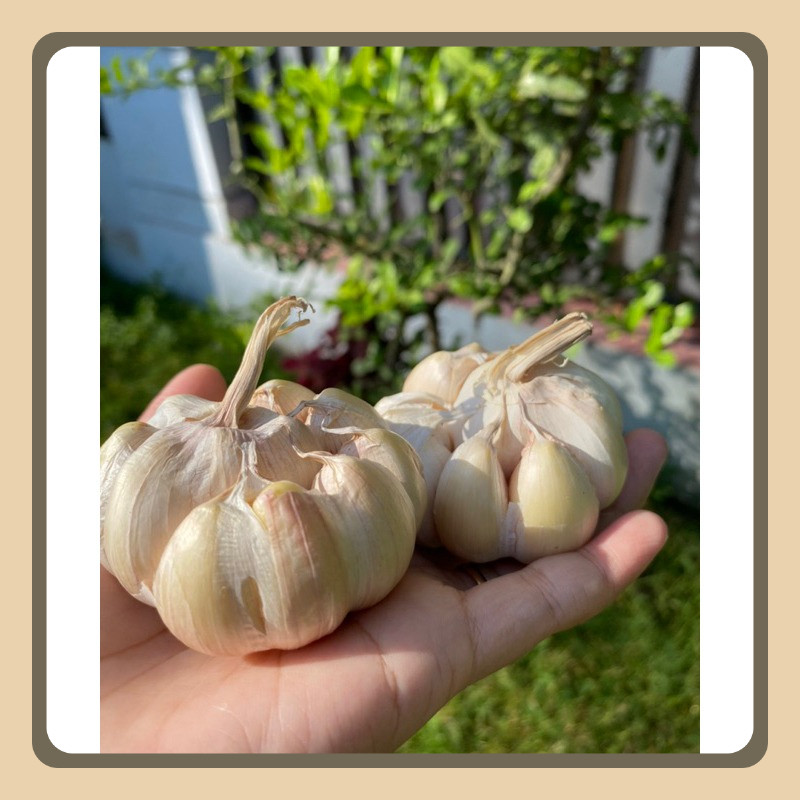 

Bawang Putih Import Sinco Fresh Ukuran Besar