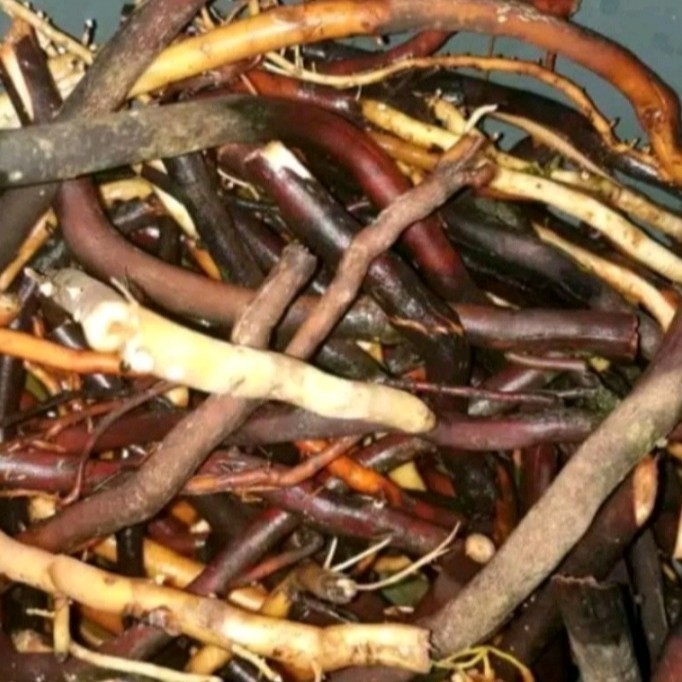 

akar pohon kelapa hijau 500gram herbal banyak manfaat Rempah_herbalCo