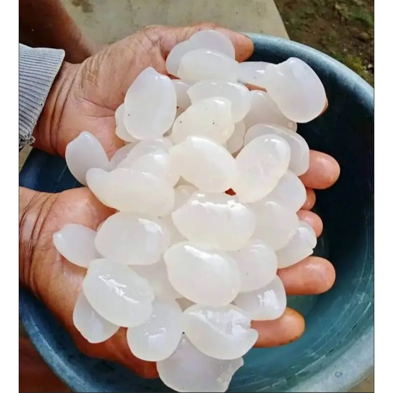 

New Promo 1KG KOLANG KALING MUDA TANPA PENGAWET 100% Langkaplancar Pangandaran (H_S)