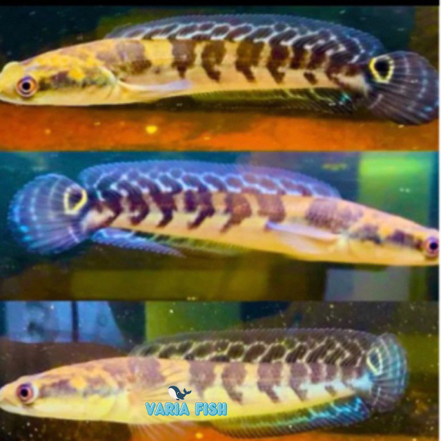 YS SENTARUM YELLOW berkualitas 10-30cm Spek Kontes