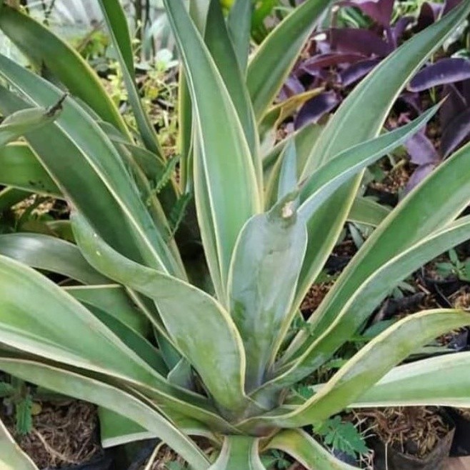 TANAMAN HIAS AGAVE KING/SIKLON KING