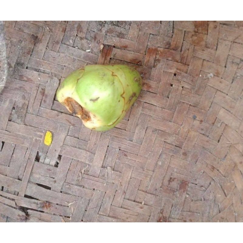 

ISM - Penurun gula darah Beluluk kelapa kelapa kecil tembuluk organik untuk obat herbal