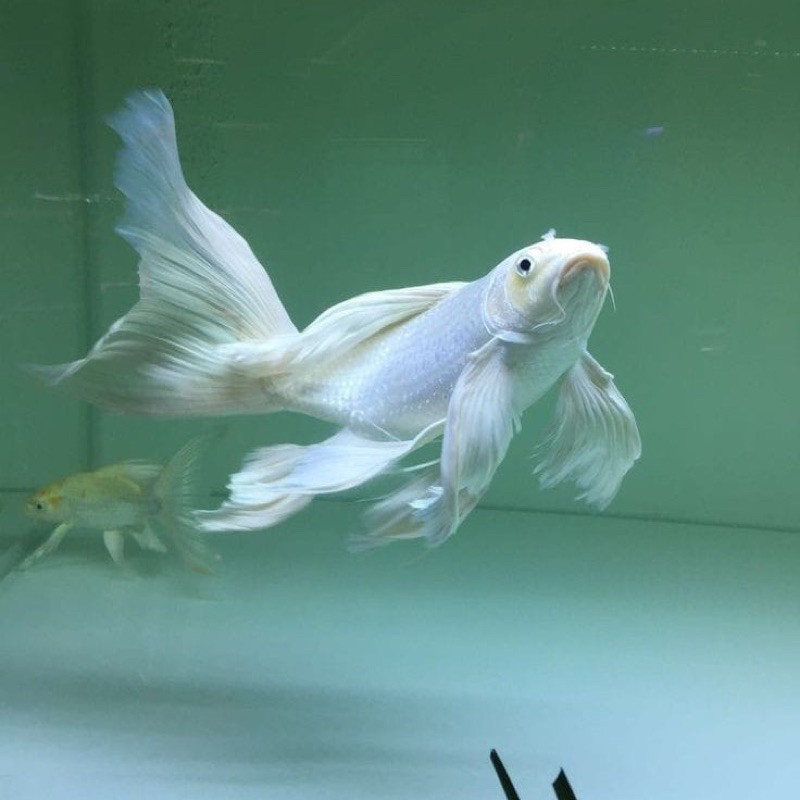 Hiasan koi platinum slayer kumpay berkualitas grade A+ size 20-25cm