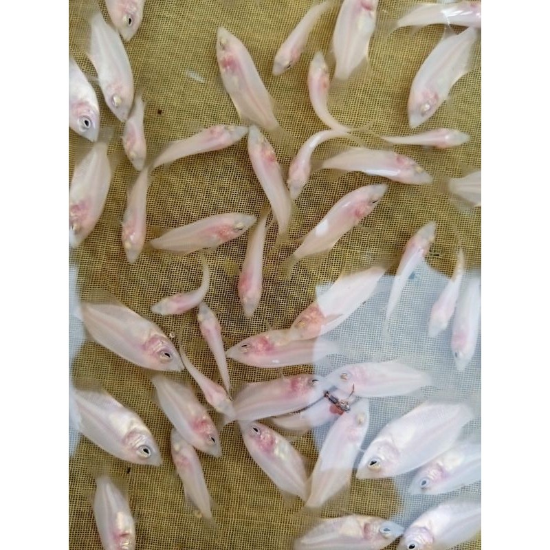 Hiasan Bibit Gurame Padang Isi 10 Ekor | Gurame Putih