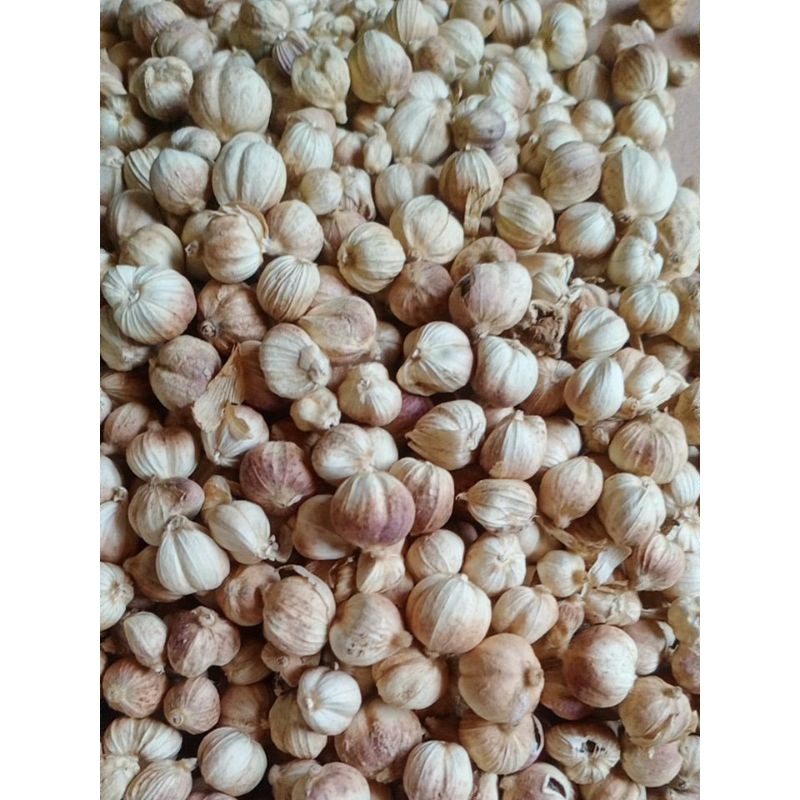 

Kapulaga Bubuk Halus 1000gr – Rempah Masakan & Minuman Herbal