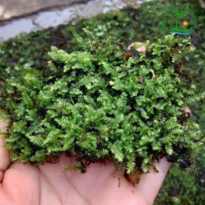 Moss Gorontalo Teranium - Moss Paludarium - Moss Darat Paludarium R2#tanaman aquascape