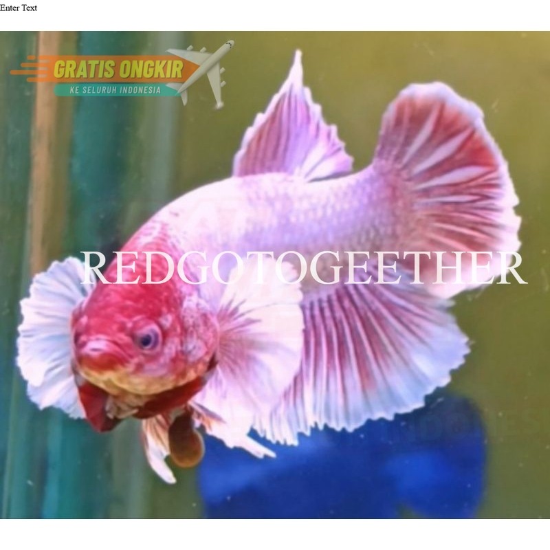 HIASAN AQUARIUM CUPANG BIG EAR PINK / BISA COD ThaniaCupang