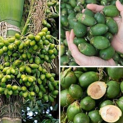 

Buah Pinang Muda Segar 500gr Asli Jambe Fresh