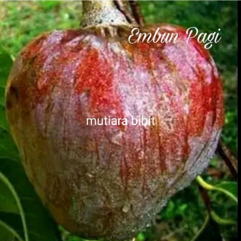 Bibit tanaman buah mulwo srikaya merah beli 5 gratis 1 bibit mulwo murah tanaman surikaya - srikaya