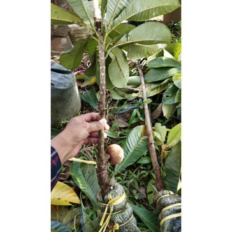 fress cangkok mamey sapote jenis magana