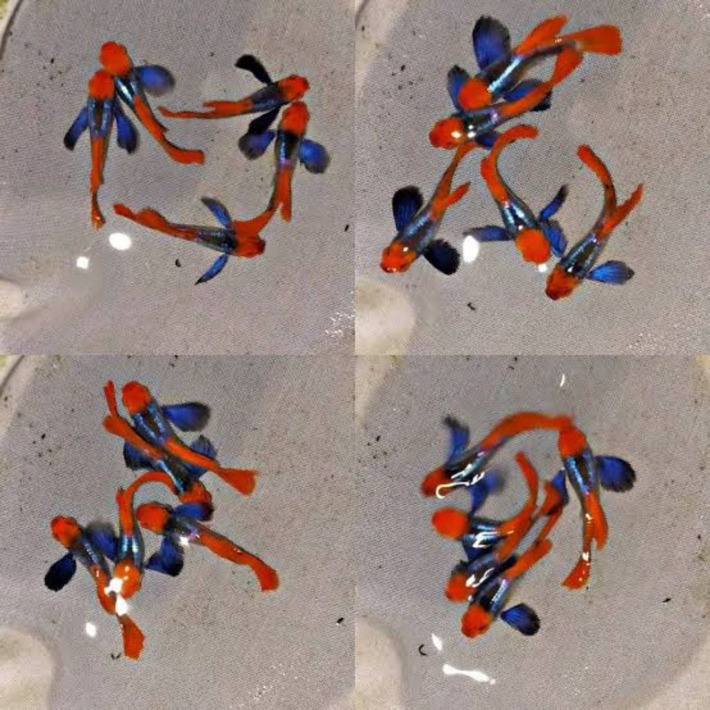 hiasan aquarium  Guppy platinum red tail koi sepasang