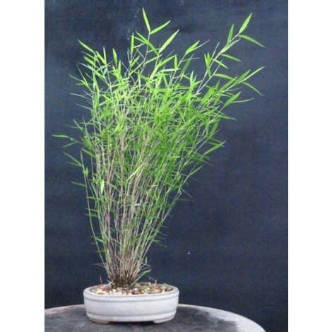 tanaman hias bambu mini bambu micro