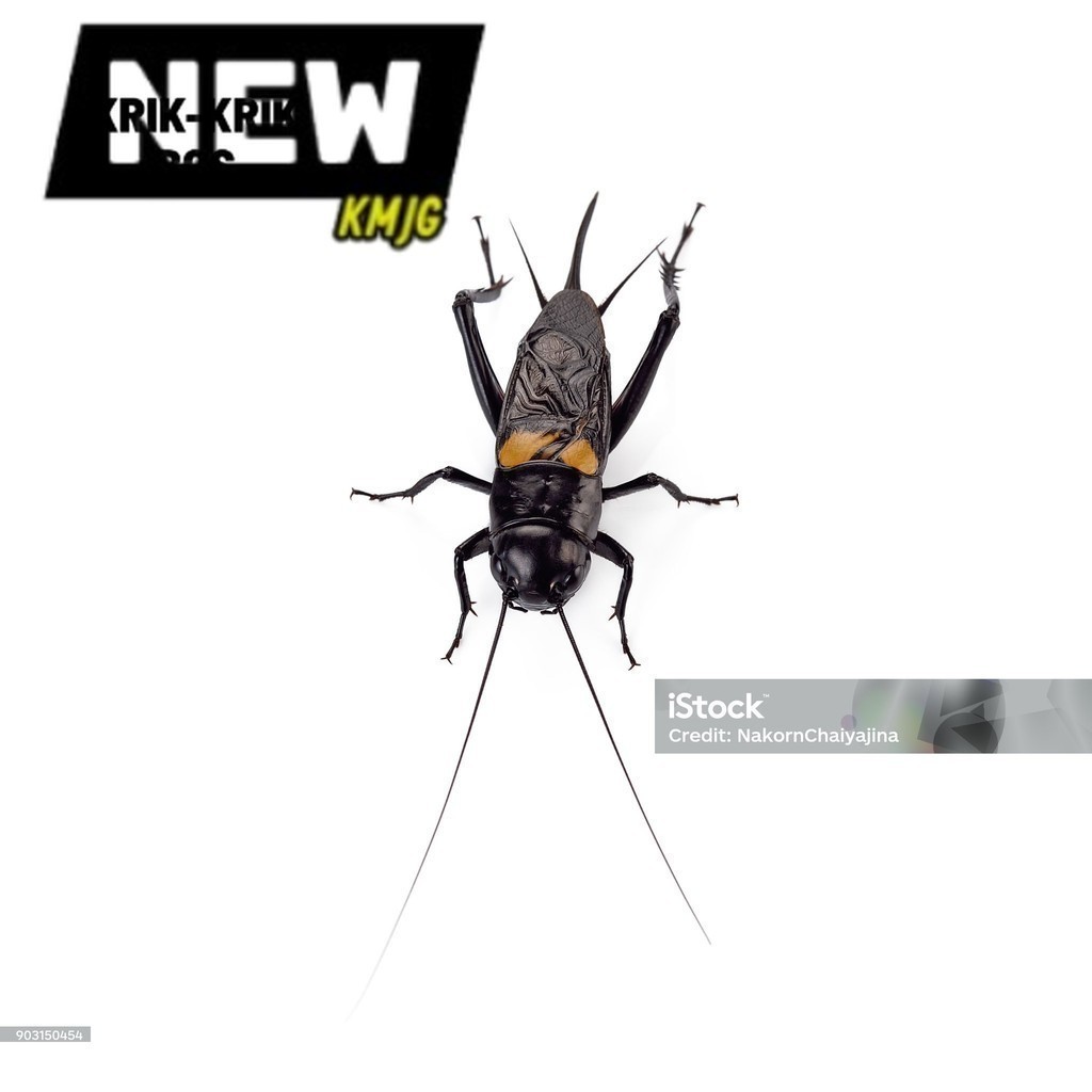 COD JK JANGKRIK SAPSAPINDIT. ID Jangkrik aduan alam, ukuran kecil merah/hitam GARUT