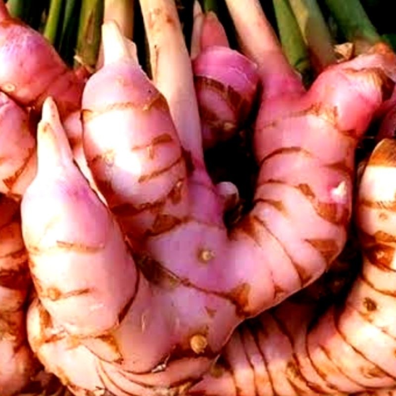 

Lengkuas / Laos Fresh untuk Bumbu Dapur - Hasil Bumi Cianjur