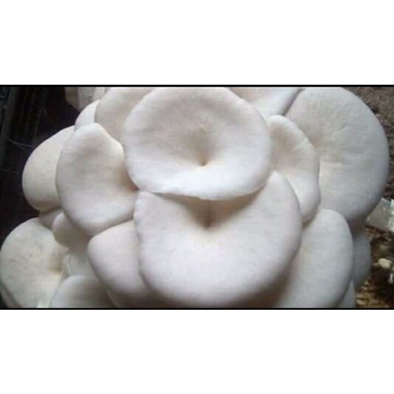 

Jamur Tiram fresh murah Bandung