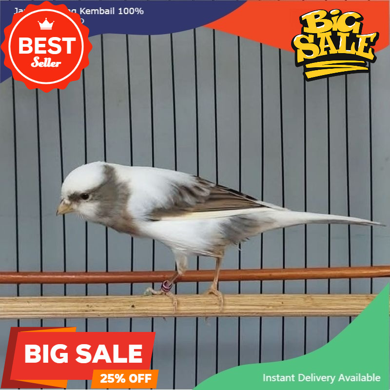 Kenari Panda AF Gacoran koang kicau zaini canary