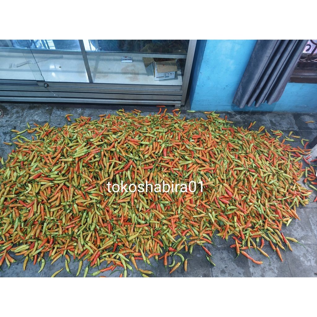 

PROMO CABE CABAI RAWIT MERAH (BACA DESKRIPSI) TERMURAH FRESH,PETIKBARU