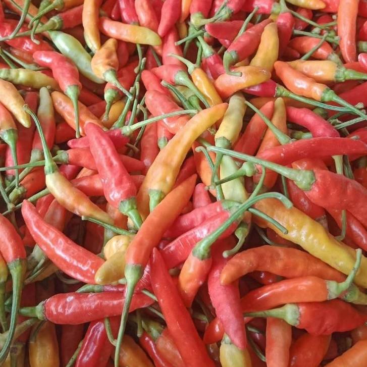 

PROMO cabe/cabai rawit merah 1kg