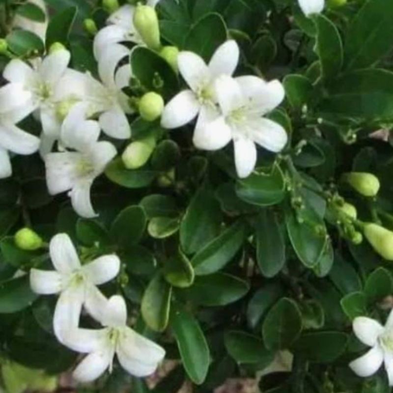 TANAMAN HIAS KEMUNING| BUNGA KEMUNING| BAHAN BONSAI