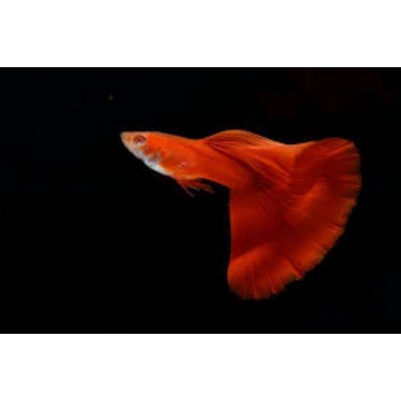 promo gacor Ikan Guppy Merah Grade A (guppy AFR)