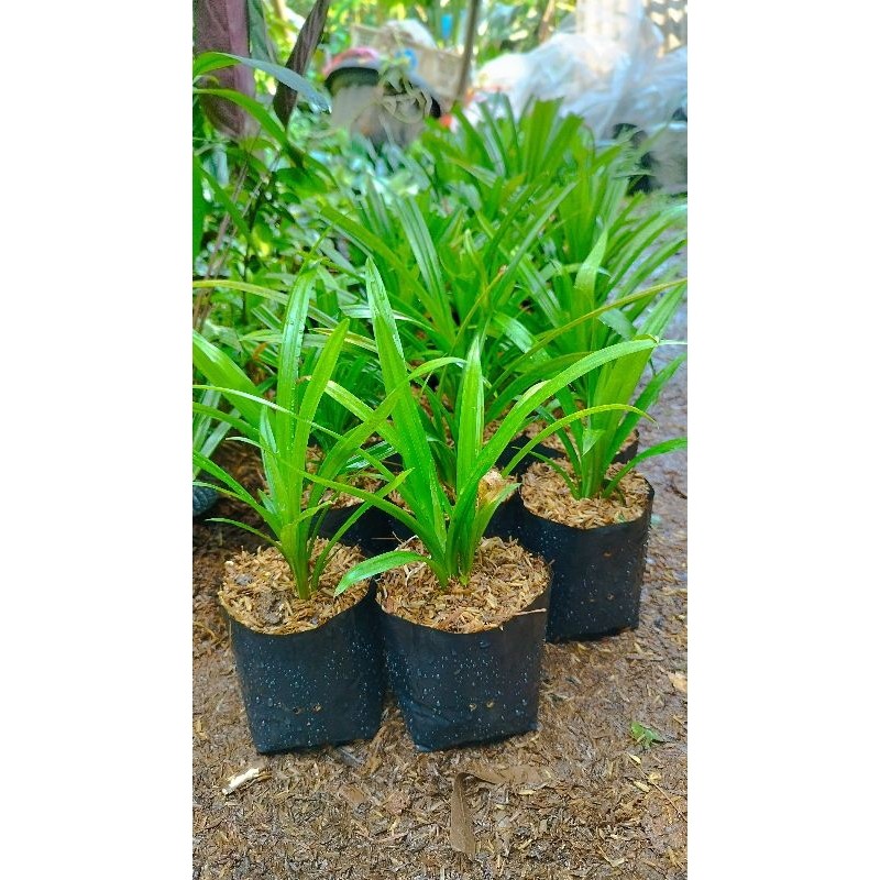 

(BISA COD) Tanaman Pandan Wangi Segar - Pandan Wangi Bumbu Masak