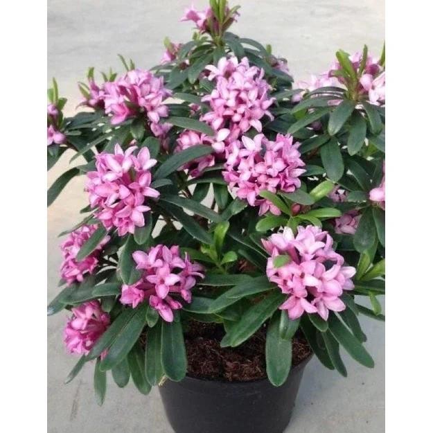 PROMO Bunga Asoka Ungu / Tanaman Hias Hidup Soka Jepang / Bunga Soka -Bunga Hidup