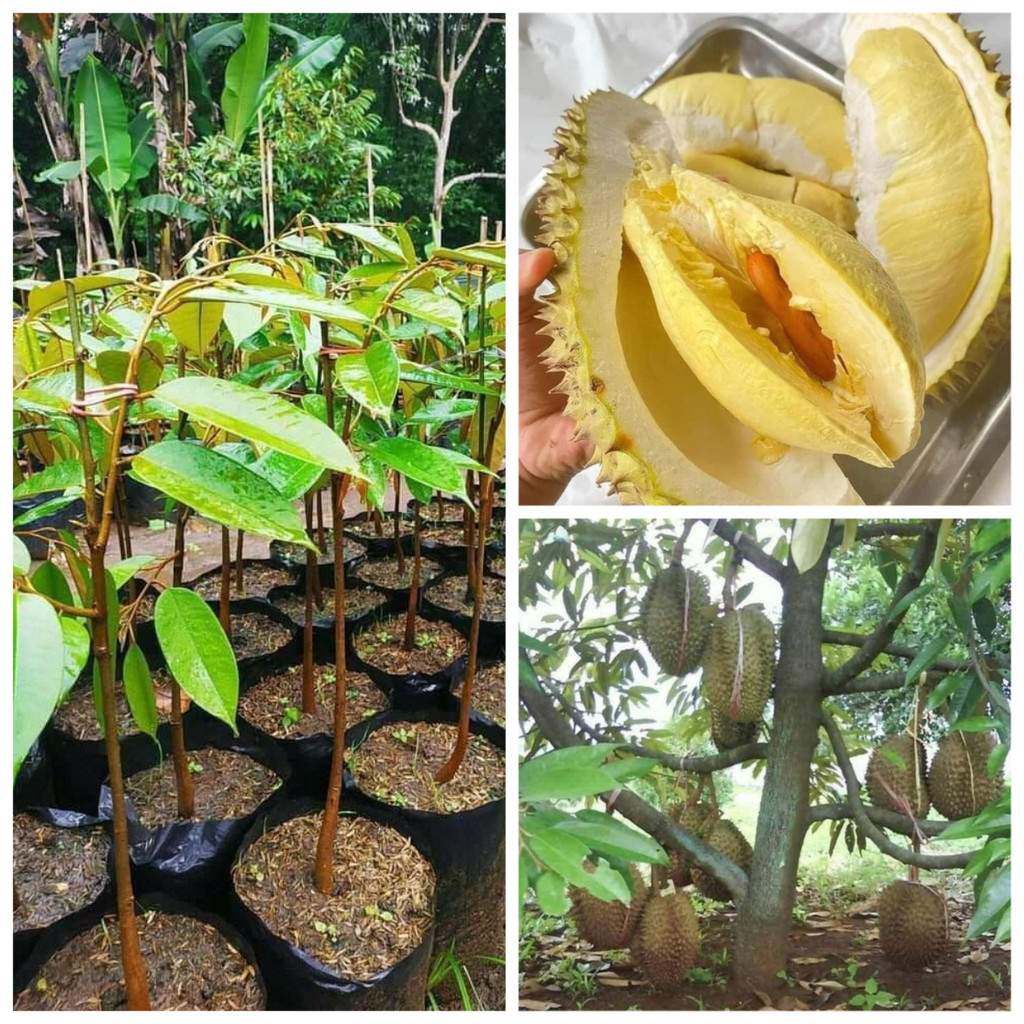Bibit Buah Durian Montong Hasil Okulasi Kios Bunga Galaxy - Tanaman Buah Dalam Pot Tabulampot - Bibi