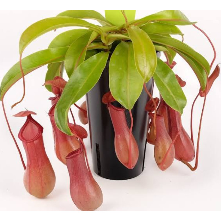 COD Kantong semar - Nephentes tanaman karnivora