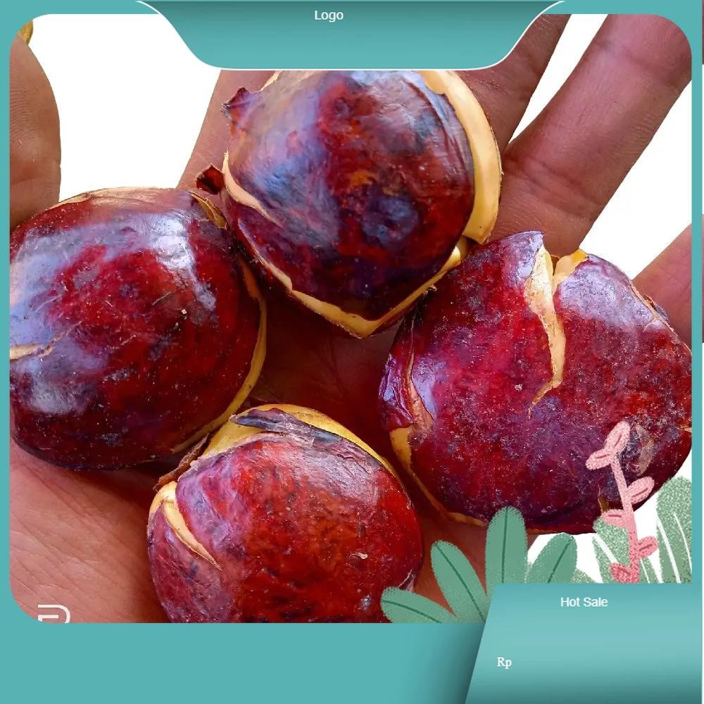 

jengkol tua asli jengki isi 500gram jengkol enak bergizi Masakan Sayur Makanan belanja sayuran Zuriat