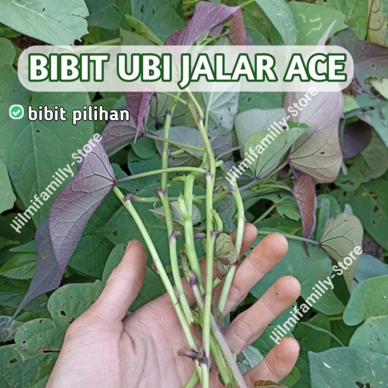 Bibit Ubi Jalar Ace Ubi Jalar Kulit putih daging putih, Ubi jalar langka