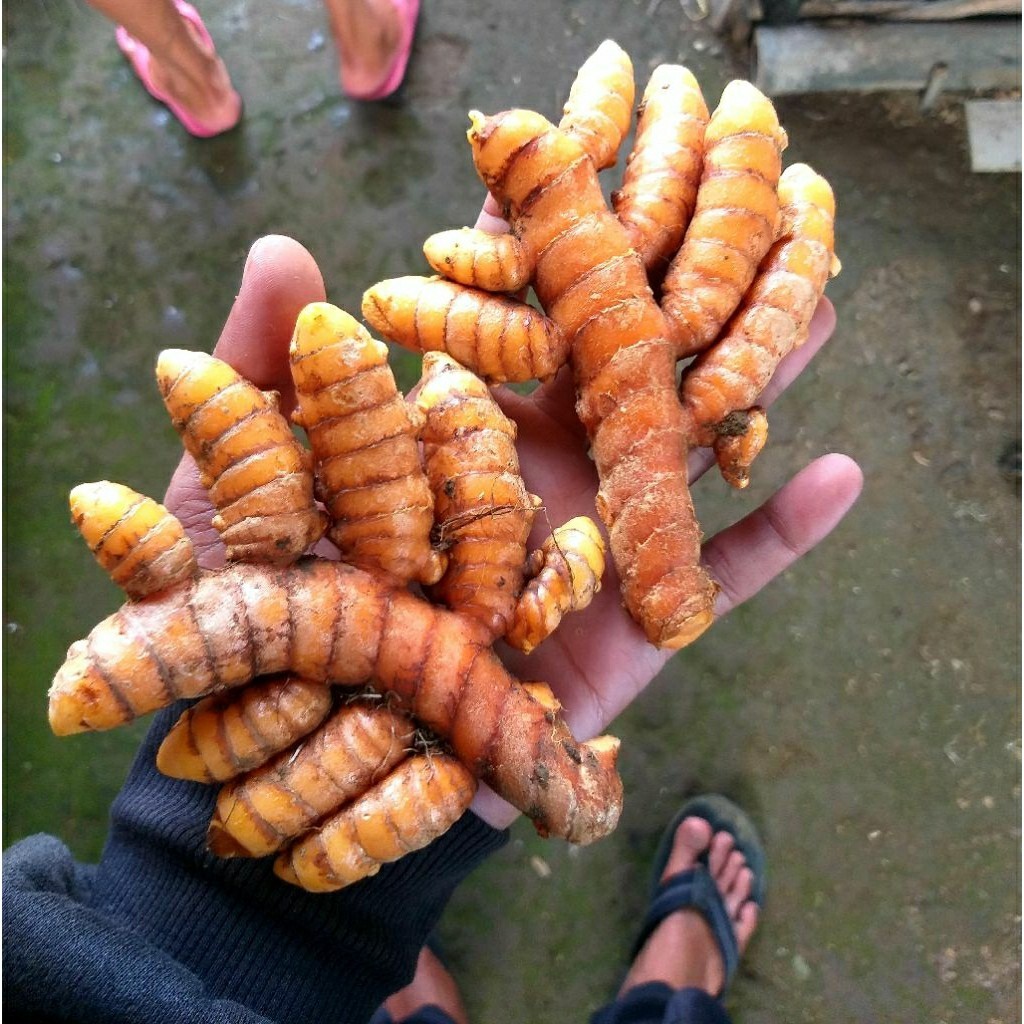 

Kunyit Kuning Super sayur Segar 500g