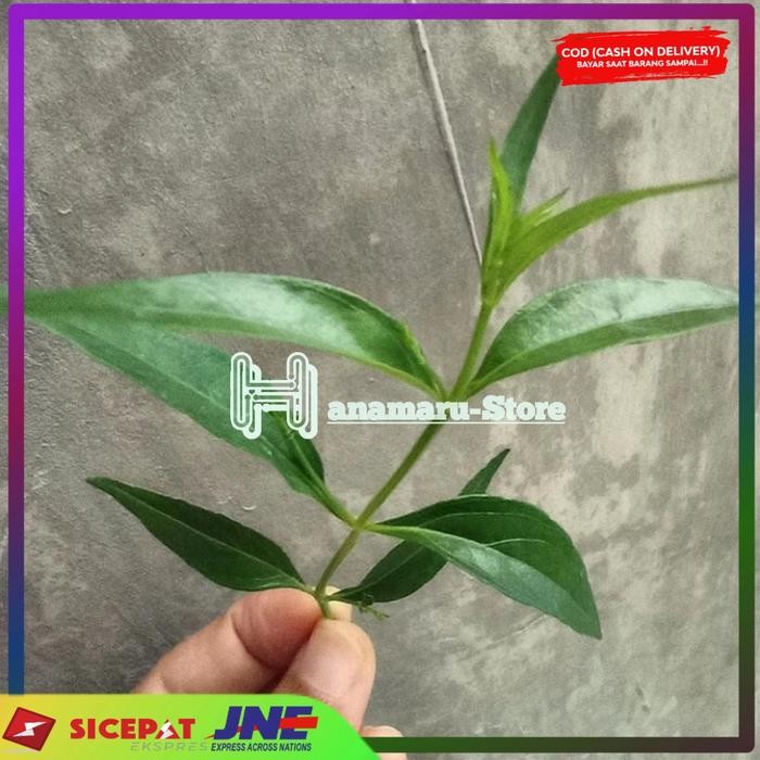 

DAUN SAMBILOTO SEGAR/200gr l DI PETIK LANGSUNG DARI KEBUN