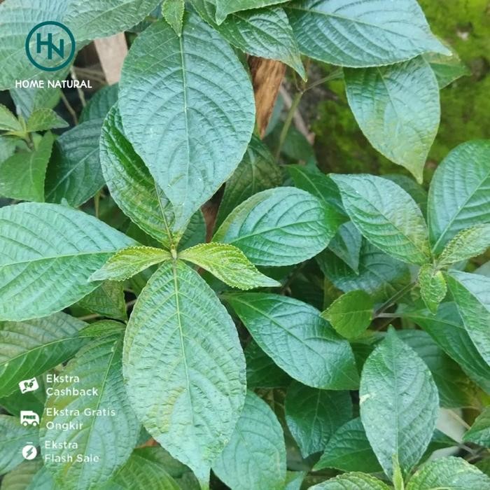 

500gram daun kejibeling segar Obat herbal daun kejibeling Daun herbal