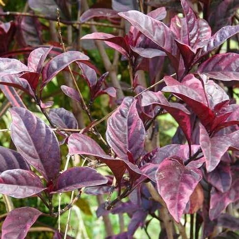 terlaris paket bibit sirih merah sirih hijau dan daun ungu