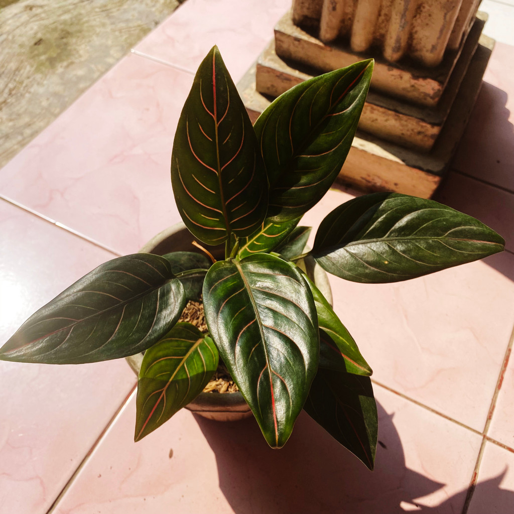 Aglonema Routundum Tiger, Corak Hijau - Merah, Tanaman Hias Hidup dan Sehat