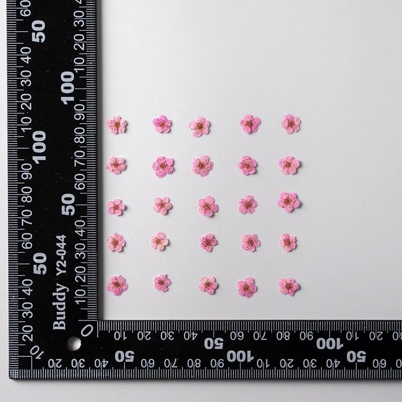 

Mini Pressed Dried Narcissus,Jonquilla Flower, Plant Herbarium for Epoxy Resin Jewelry, Bookmark, Postcard, Nailart,DIY 200 Pcs