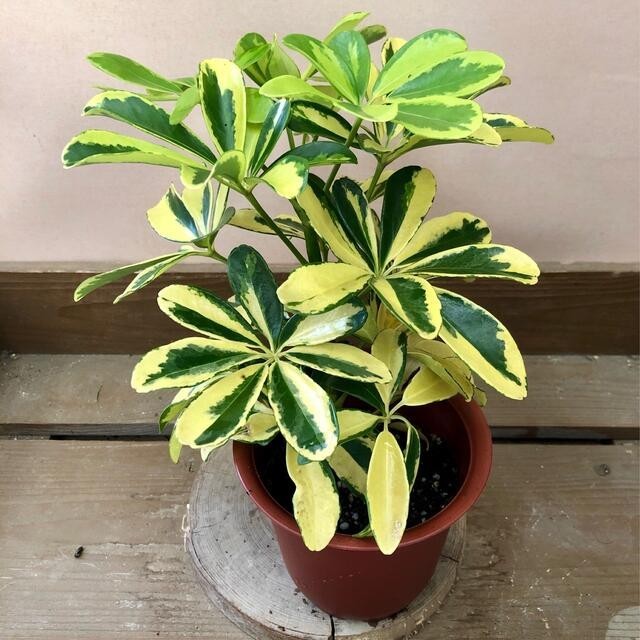 Tanaman Hias WALISONGO - Bibit Hidup Tanaman Tanaman Schefflera Actinophylla - Pohon Gurita