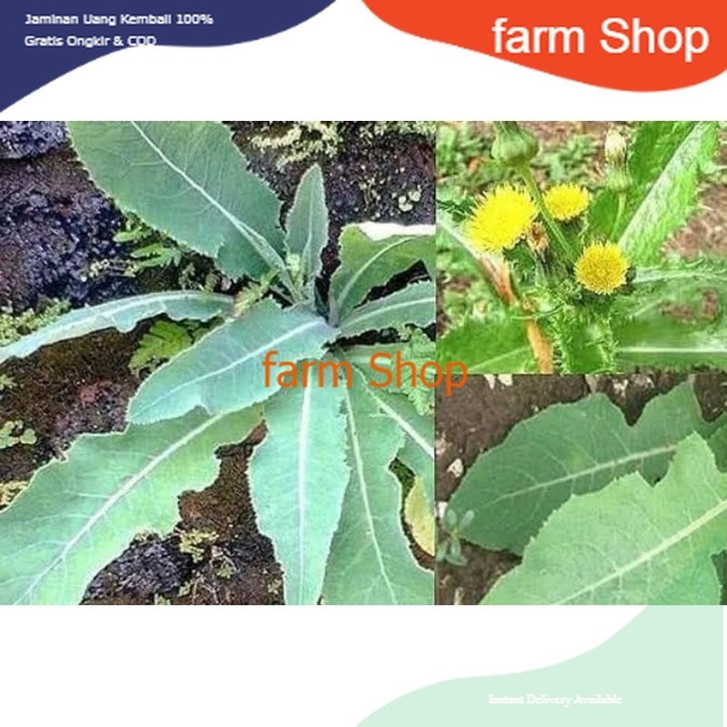 

Daun Tempuyung Alami - Fresh