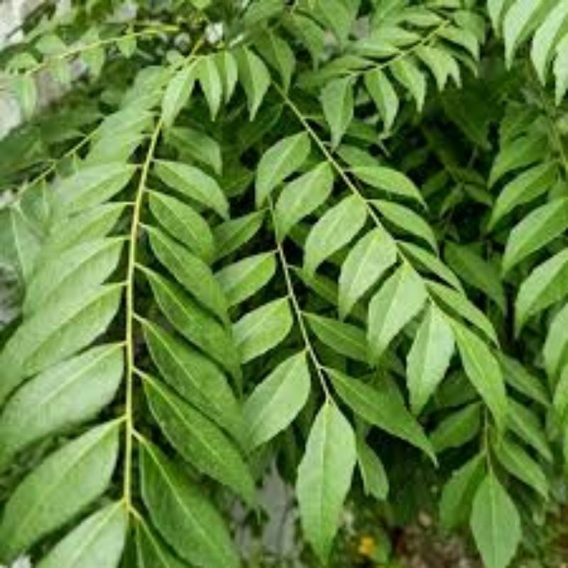 

HERBAL DAUN KARI SALAM KOJA SEGAR 15 TANGKAI
