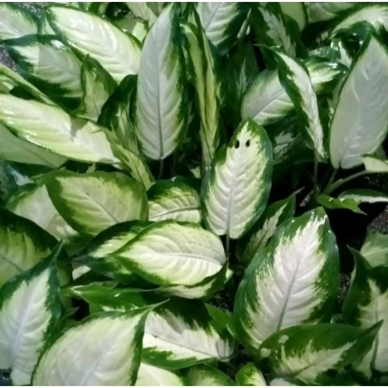 Tanaman Hias Diven tisu lokal / diven blanceng susu daun rimbun Segar rimbun mewah