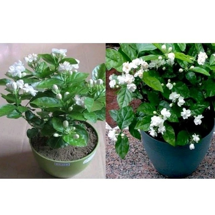 Rimbun Tanaman Melati Wangi Sudah Berbunga segar bersih mewah