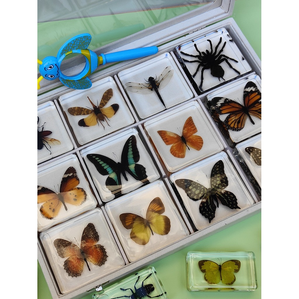 Natural Real Butterfly Specimens Rare And Exquisite Specimens For Home Decoration Display Collection