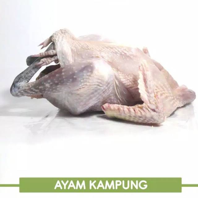 

Ayam Kampung Ukuran Besar / Large