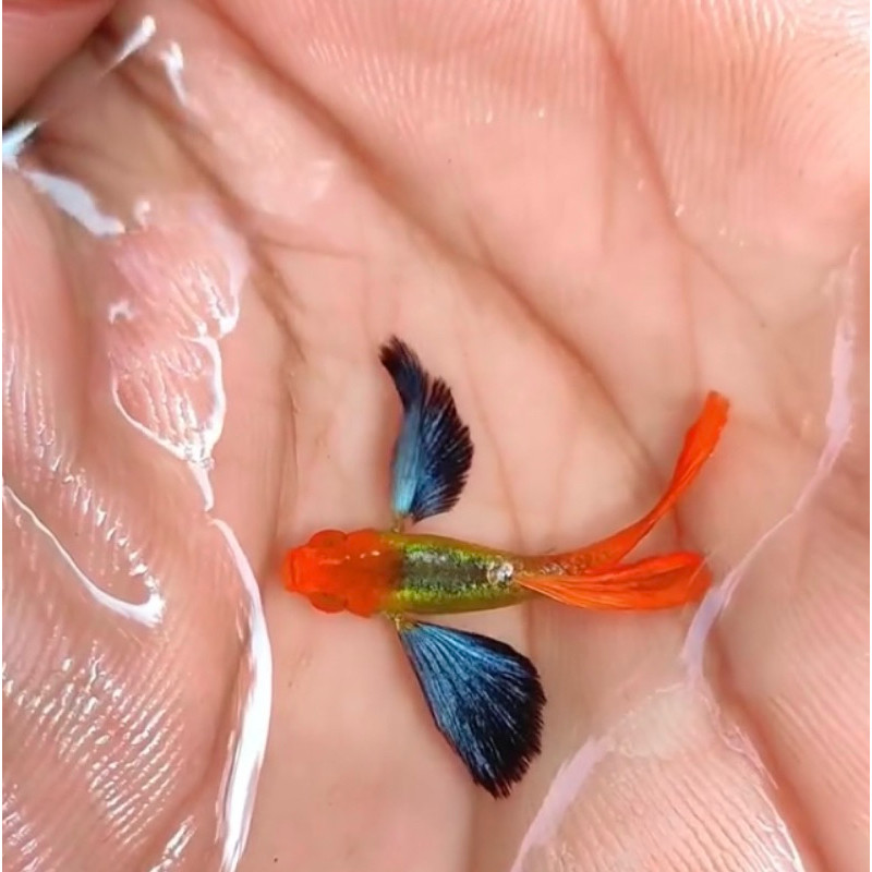 AKSESORIS AQUARIUM GUPPY PRTDE KOI DOMBO EAR BLUE NORMAL