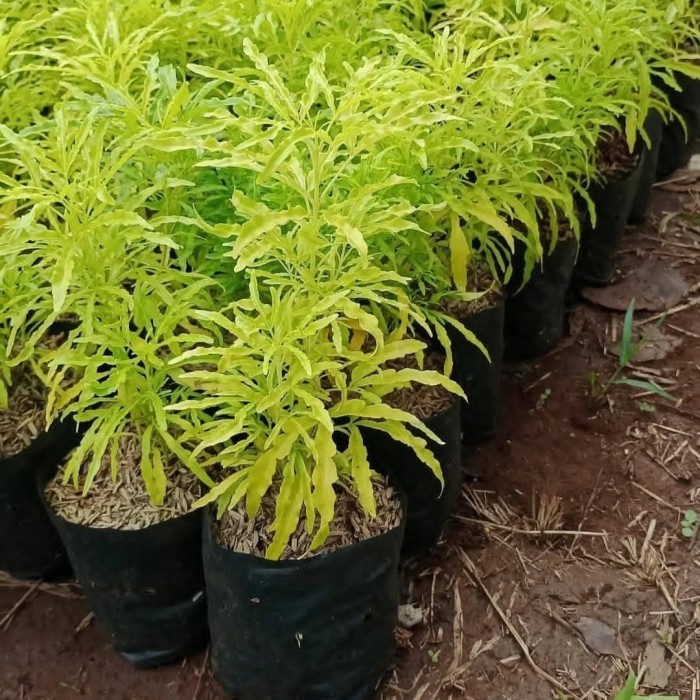 pohon brokoli kuning - tanaman brokoli kuning