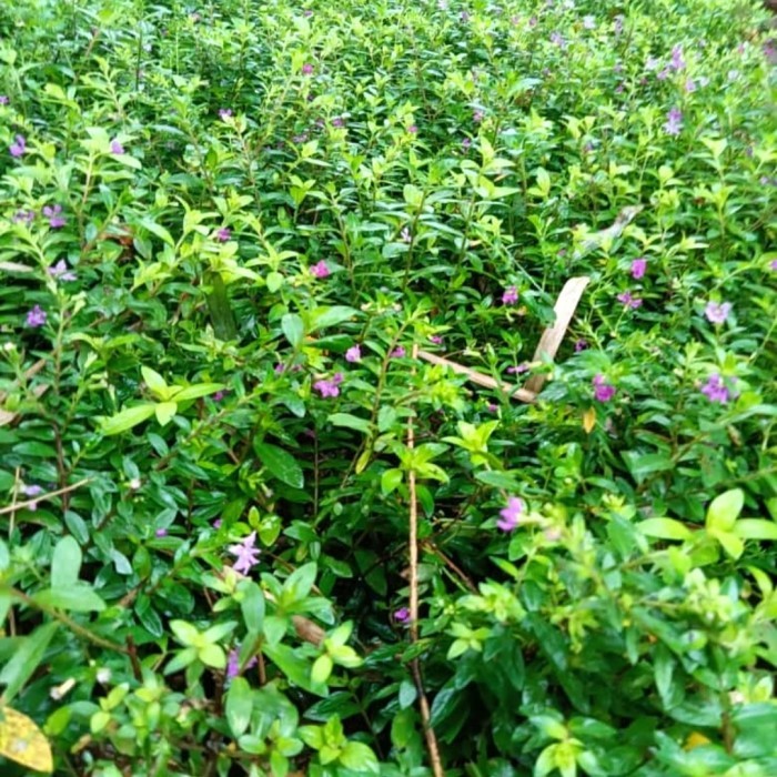tanaman hias taiwan beauty bunga ungu | Bunga Taiwan beauty