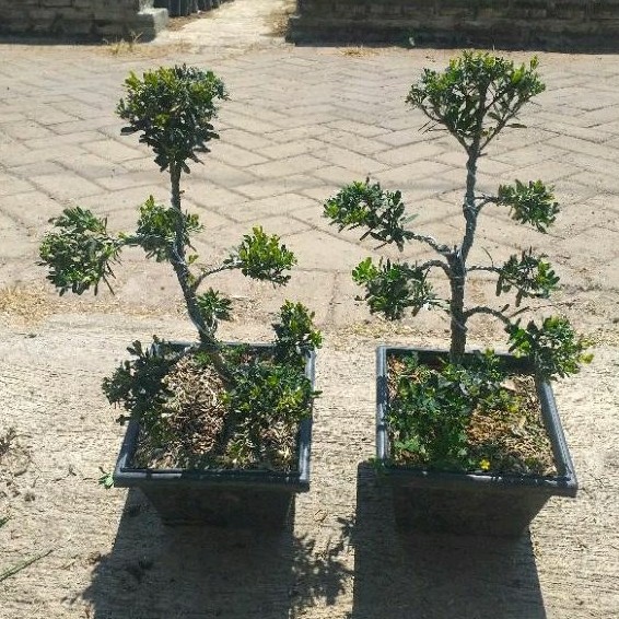 tanaman hias bonsai boxus atau boksus