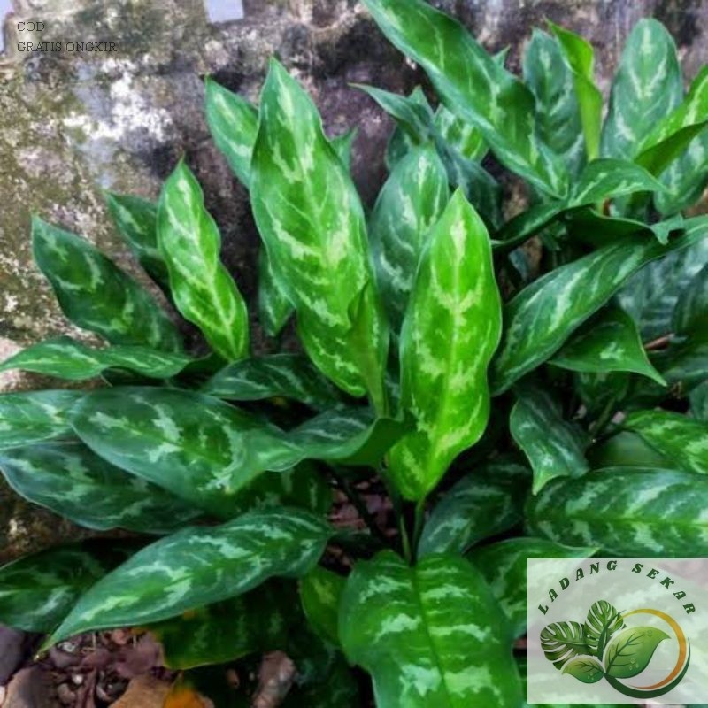 PROMO Tanaman Hias Sri Rejeki / Tanaman Agkonema Hoki