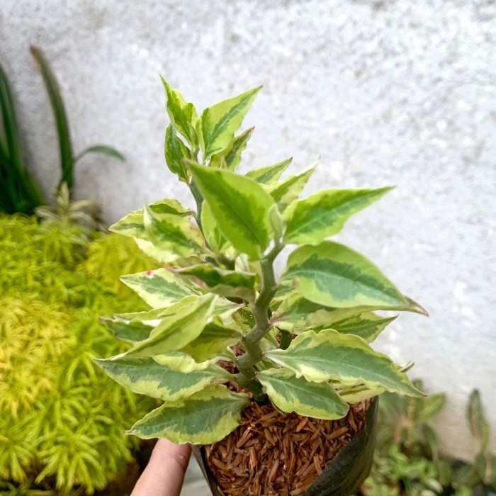 Tanaman patah tulang tegak - Pohon patah tulang keriting