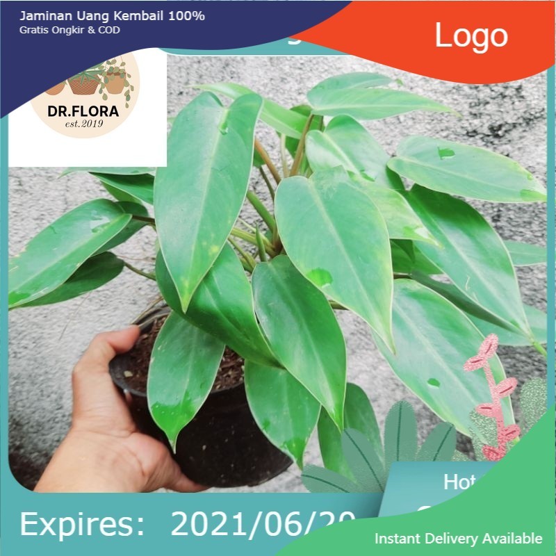 (PROMO) _ ( BISA COD ) Tanaman Hias Green Emerald - Philo Karet Rimbun Tanaman Hidup Philodendroon /